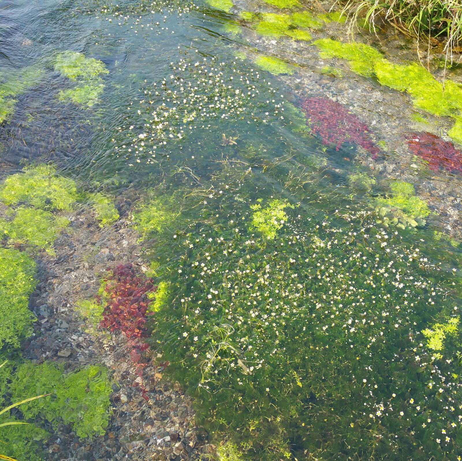 クールで発送 里山のビオトープ 日本の水草５種類セット 【アナカリス