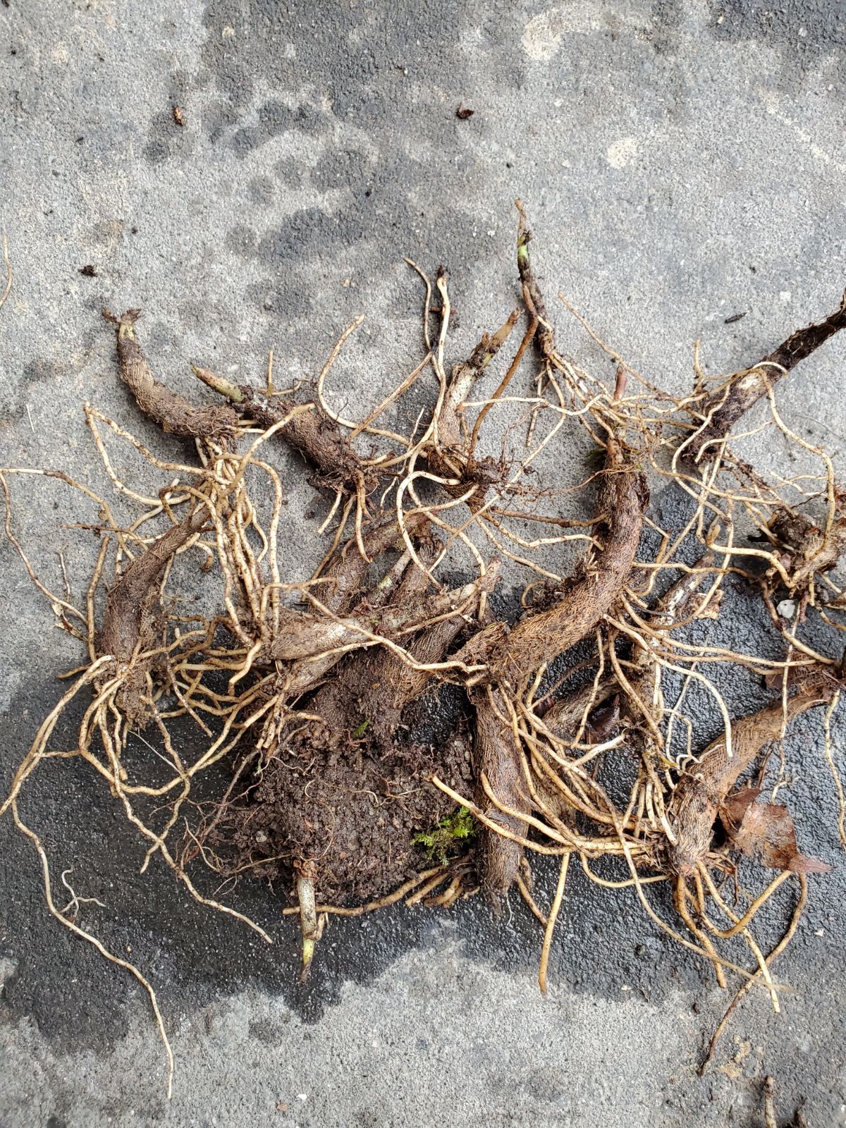 産行者にんにく苗1000本