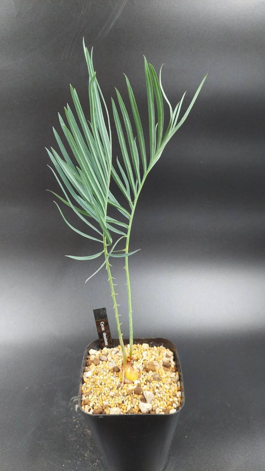 ◇サイカス デソラータ デソラタ 実生苗！◇Cycas desolata 希少ブルー