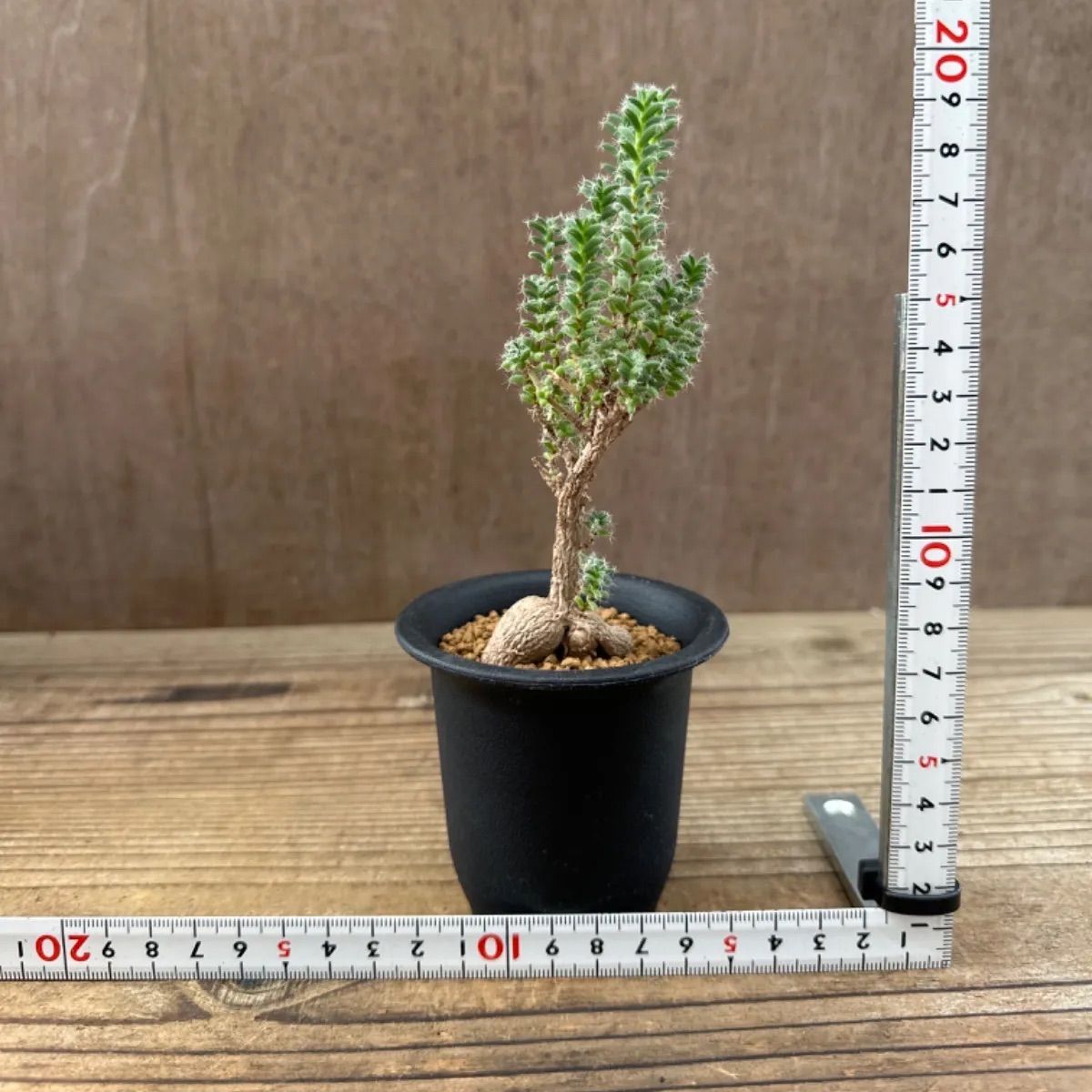 トリコディアデマ ブルボスム④ Trichodiadema bulbosum  姫紅小松 2.5号 観葉植物 観葉 植物 珍奇植物 珍奇 珍しい 塊根植物 塊根 コーデックス メセン インテリア プレゼント おしゃれ かわいい おうち時間 グリーン