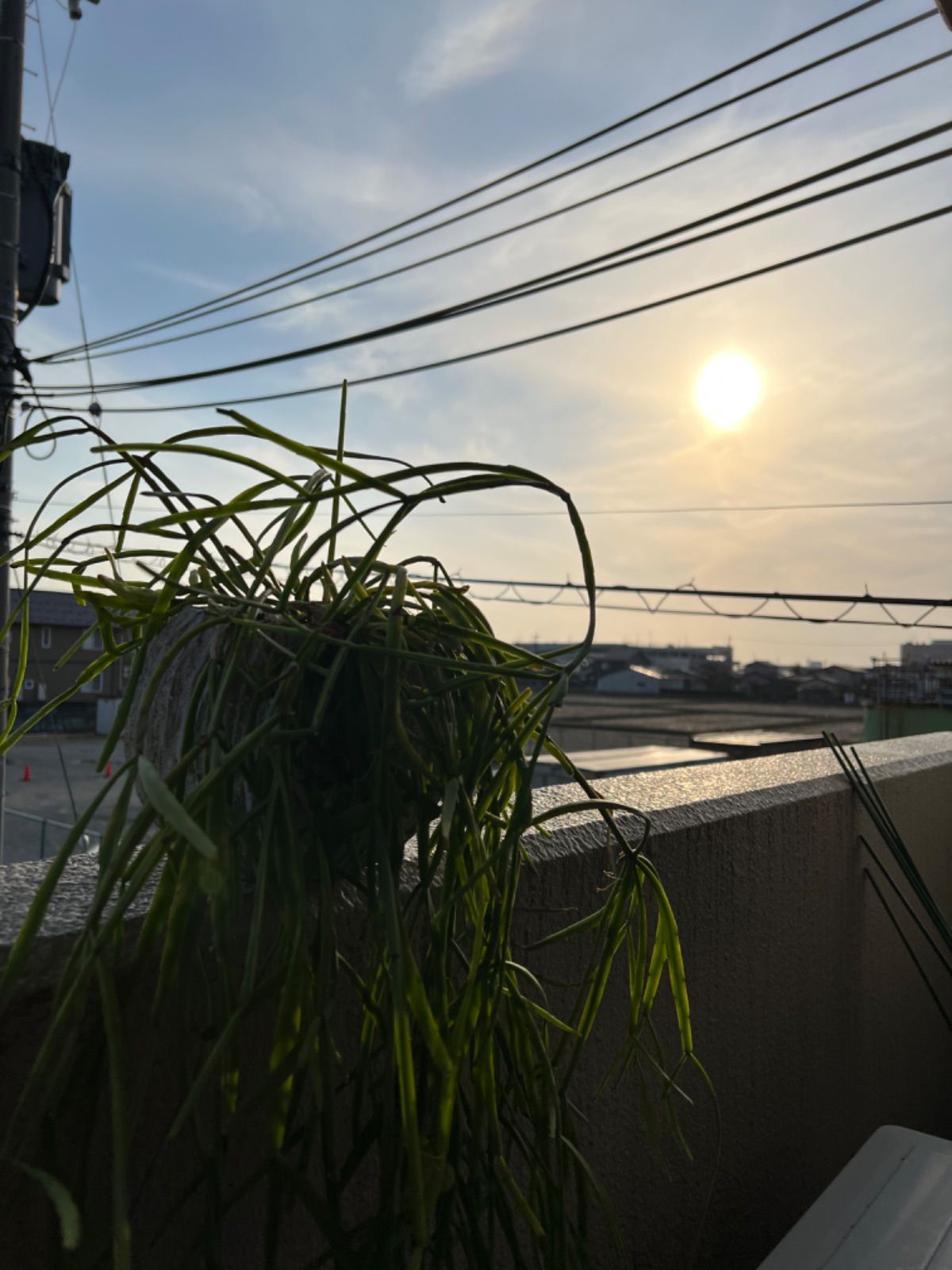 リプサリス ミクランサ カット苗5本 - メルカリ