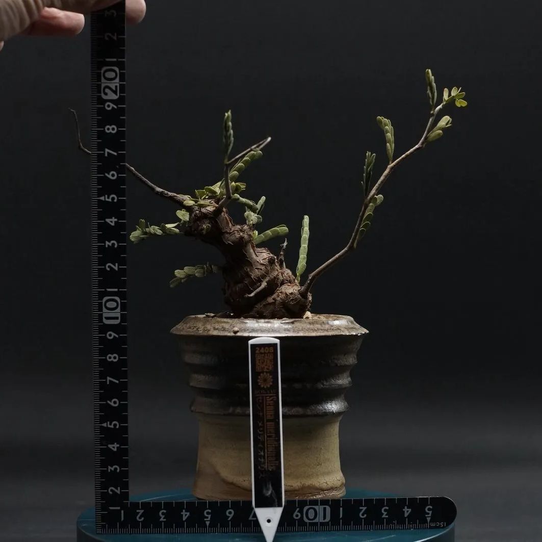 コスパが良い Senna meridionalis センナ メリディオナリス 管理2408