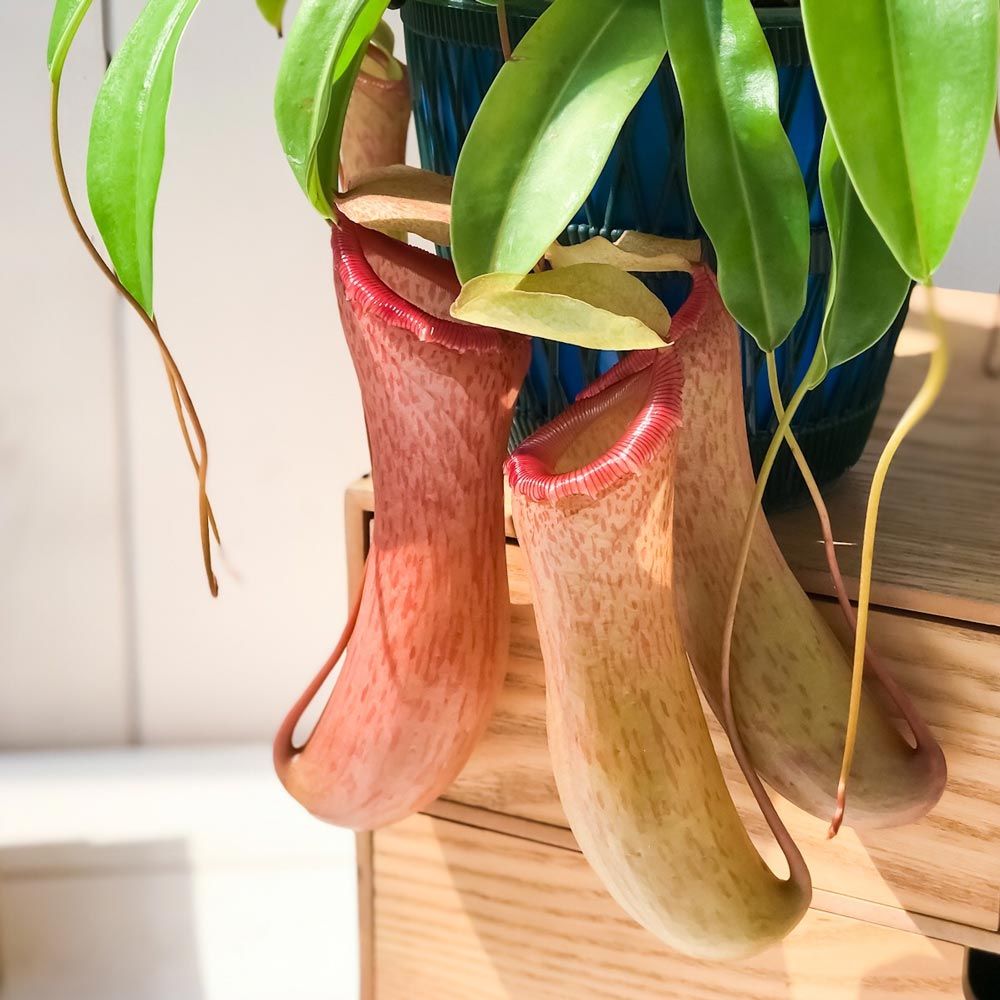 PLANCHU 食虫植物 ネペンテス ベントリコーサ レッド 5号吊り鉢 育て方説明書付き Nepenthes ventricosa ウツボカズラ -  メルカリ