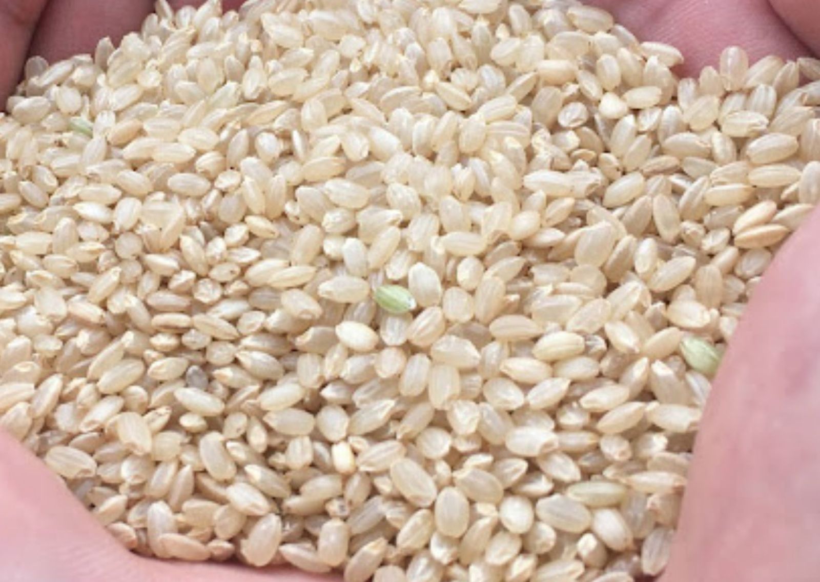 農業学校の【コシヒカリ】玄米30kg　令和4年産新米　お米　コシヒカリ30キロ-1