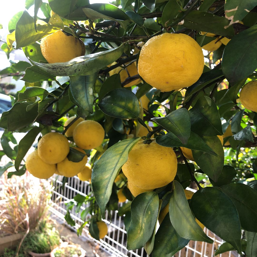 無農薬柚子 花柚・一才ゆず メルカリ便 - 果物