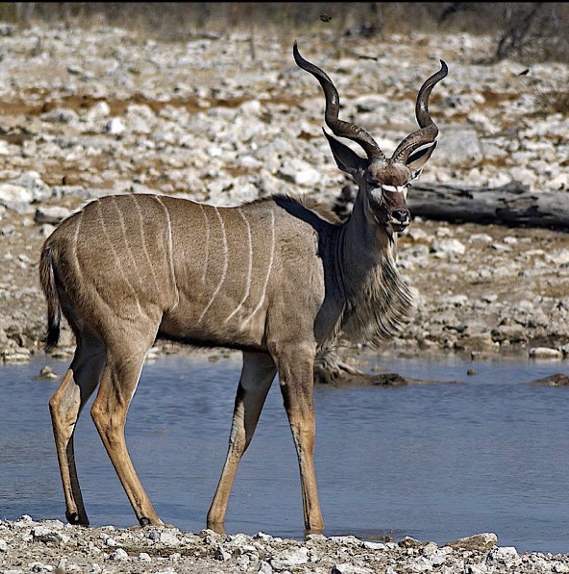 England製レザー】 kudu 本革 ベルト ガチャベルト 32ミリ幅 英国製