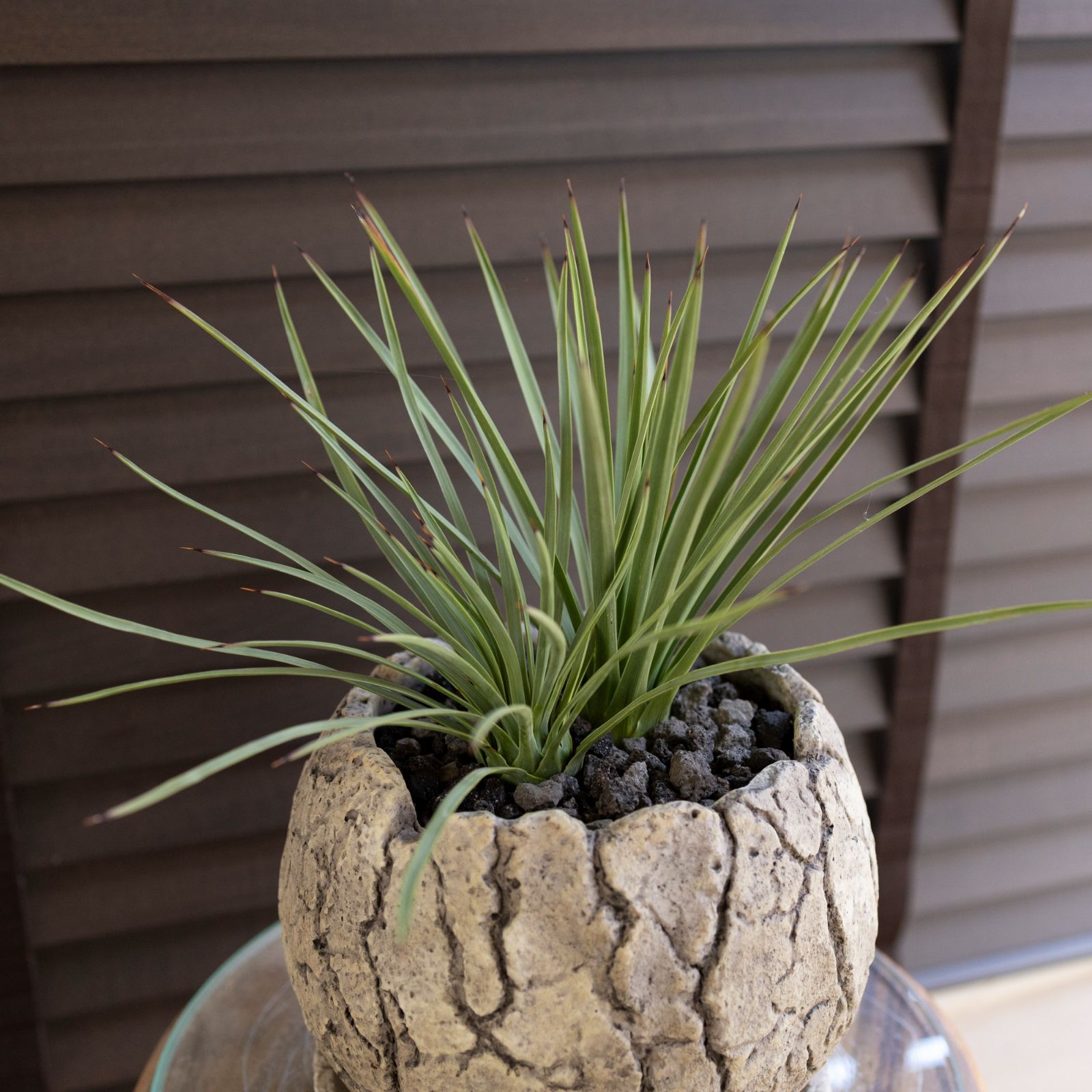 ユッカ ウィップレイ 2株植え 耐寒性常緑低木 7号 恐竜のたまご