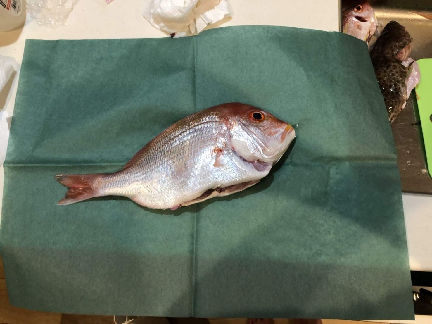 熟成紙 魚を包む緑の紙