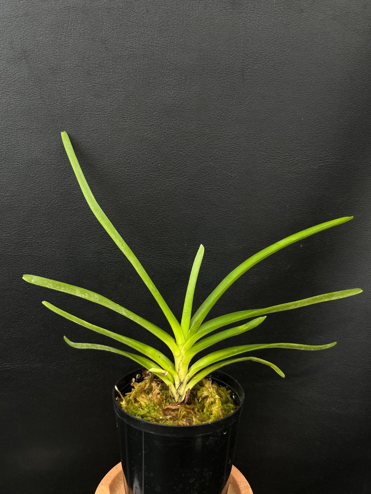期間限定特価‼️［洋蘭原種］Vanda lamellata（実生株） Vanda lamellata – La Foresta Orchids