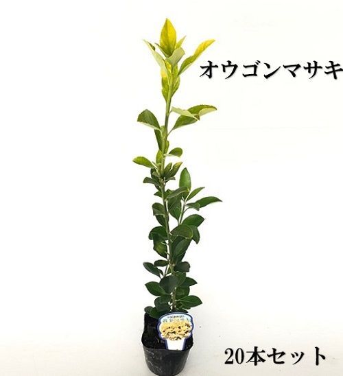20本セット オウゴンマサキ樹高0.3m前後10.5cmポット