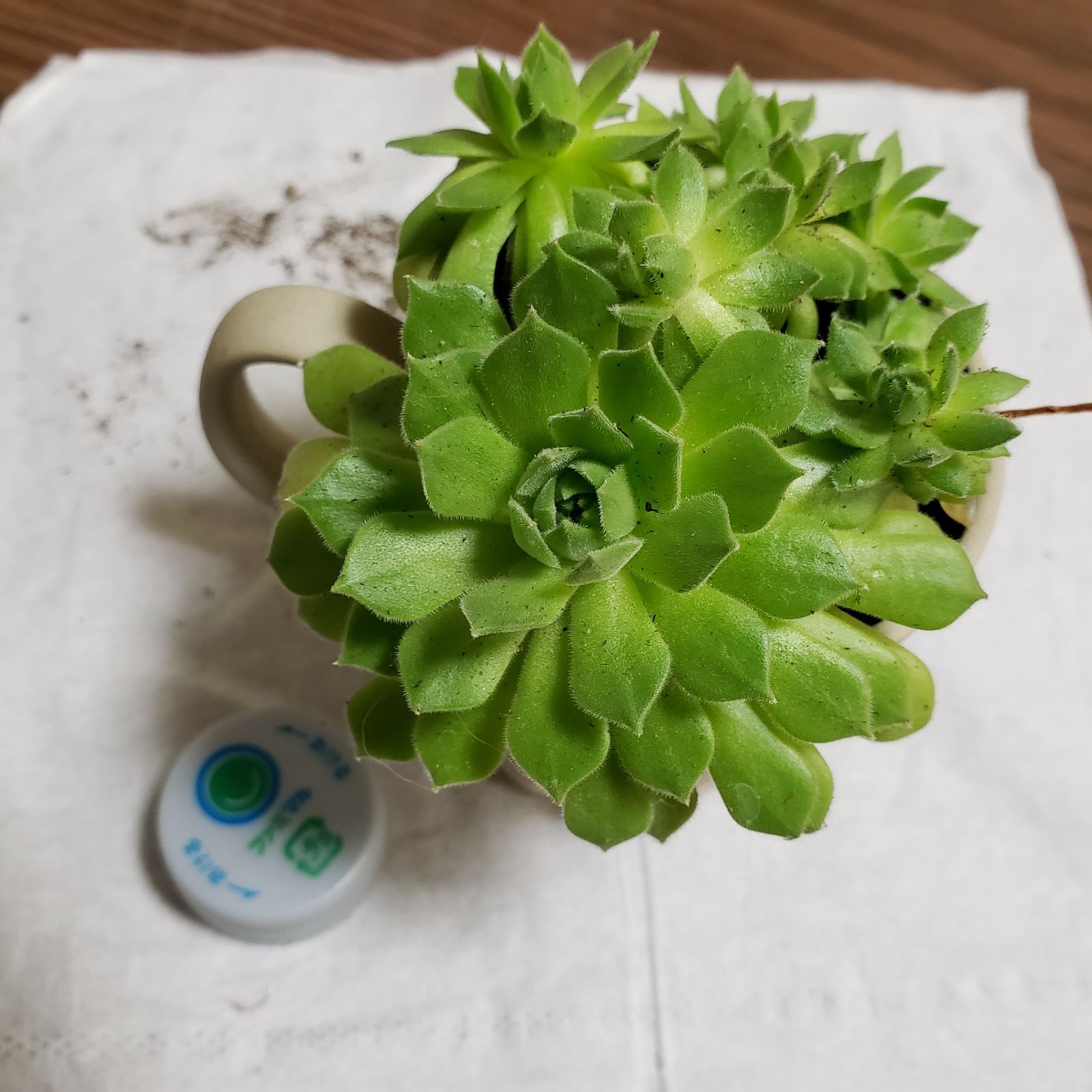多肉植物 センペルビウム アップルブロッサム 抜き苗 8個 - メルカリ