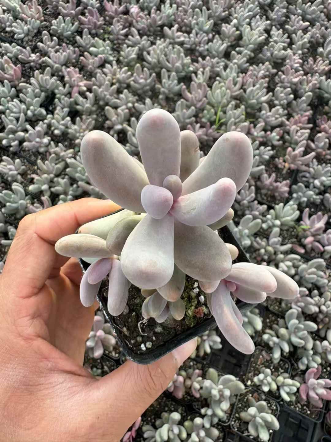 多肉植物　抜き苗37個 867f321f8218427d0d8eb0a2139495