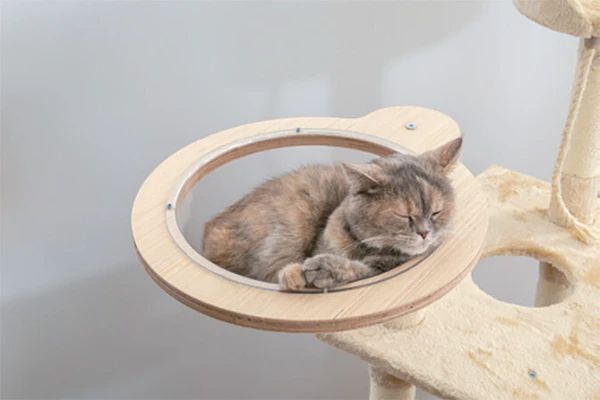 猫 ペット
