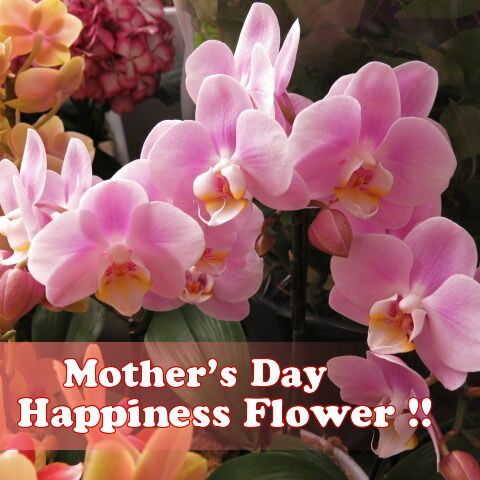 かわいい胡蝶蘭