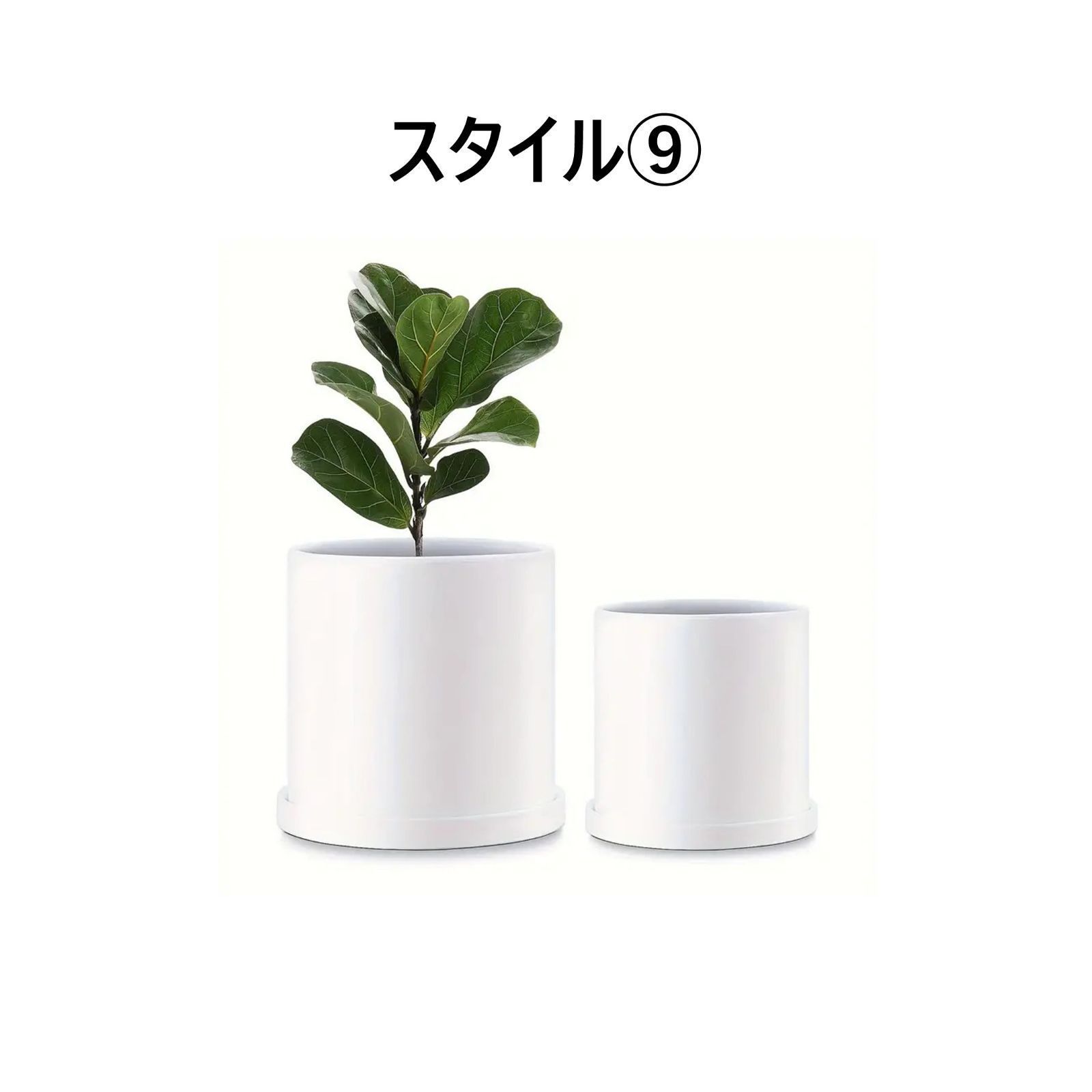 観葉植物