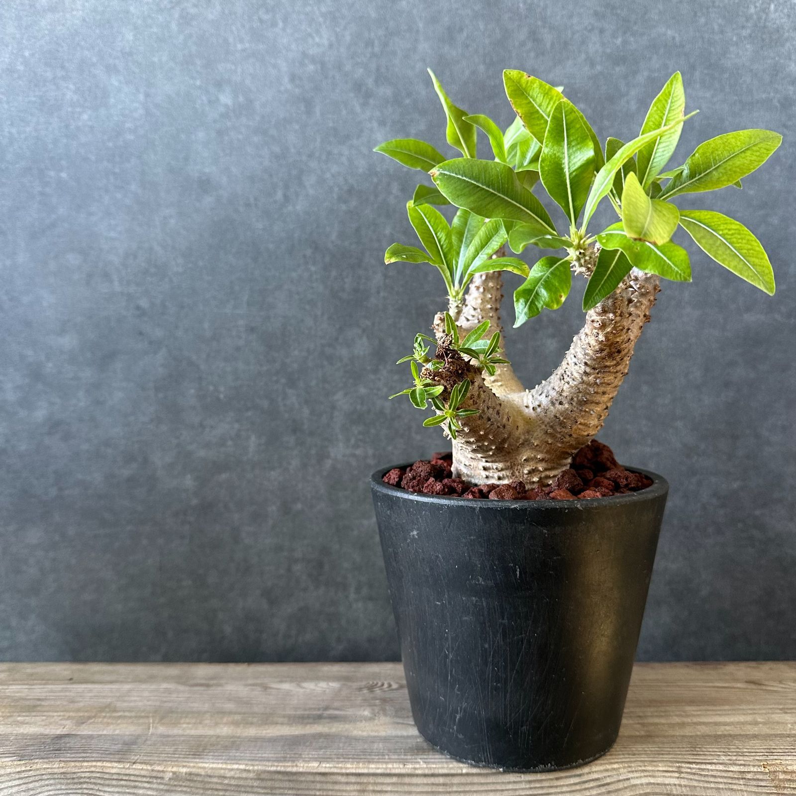 パキポディウム マカイエンセ現地球 発根済 塊根幅約7.2cm 現品鉢ごと発送 パキポディウム マカイエンセ 現地球 発根済み鉢付き 【公式通販】