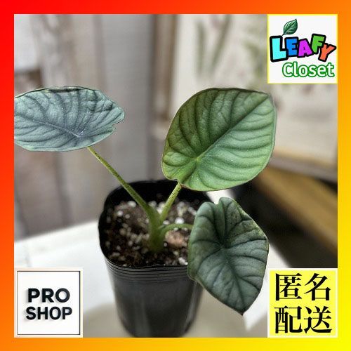 観葉植物 アロカシア インペリアリス 3号ロングポット ※多少の葉傷み