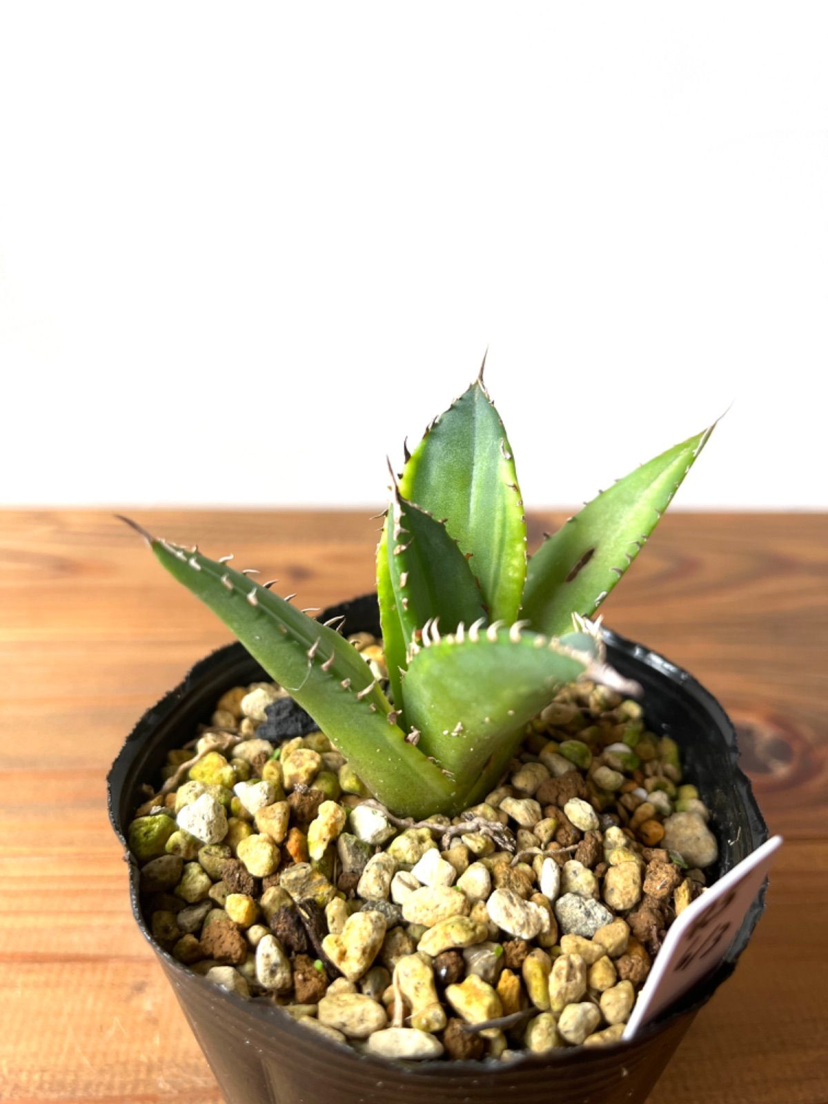 更新皇冠 アガベ アガベ チタノタ 子株④ 子株4個付き親株 発根済み 更新