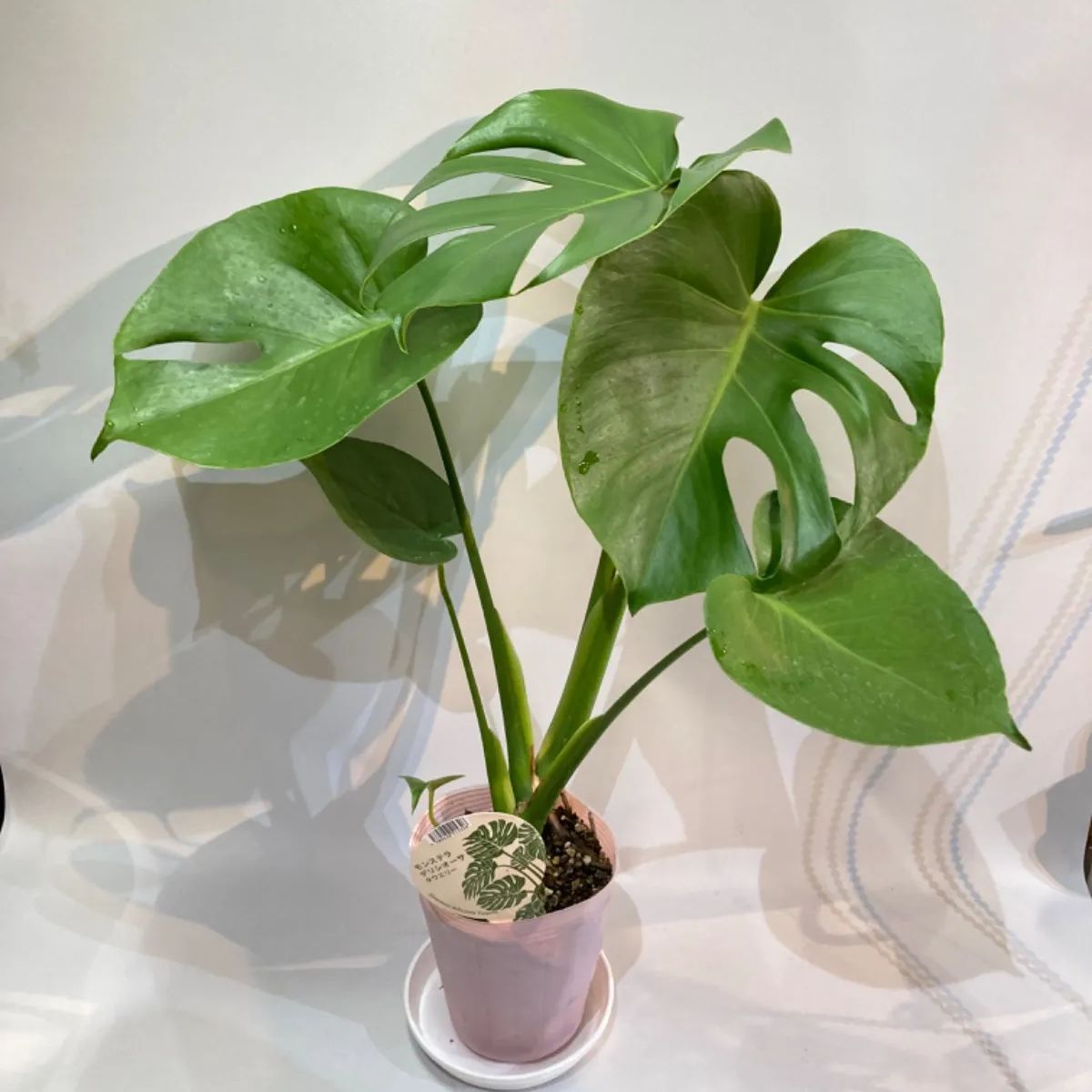 モンステラ　デリシオーサ　１株 モンステラデリシオーサタウエリー斑入り1株