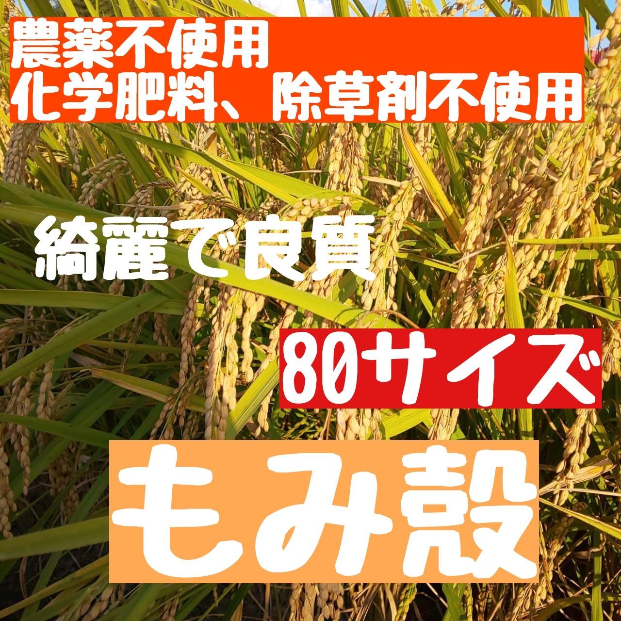 ※農薬不使用の良質な籾殻 【令和6年度分予約スタート】農薬不使用 化学肥料不使用 除草剤不使用 籾殻 モミガラ もみ殼 もみがら 80サイズ ...