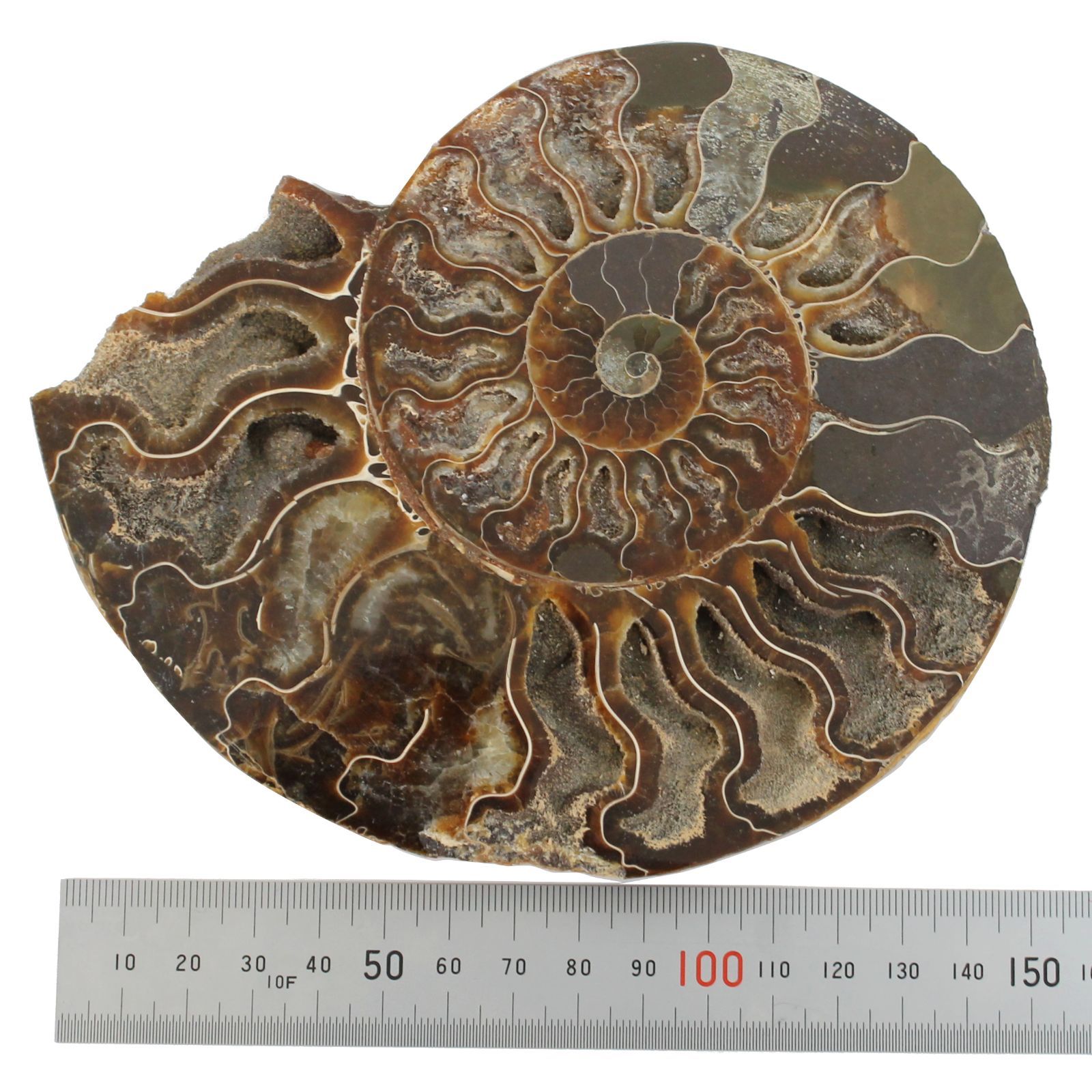 マダガスカル産 スライスアンモナイト 化石 縫合線模様 遊色あり 最