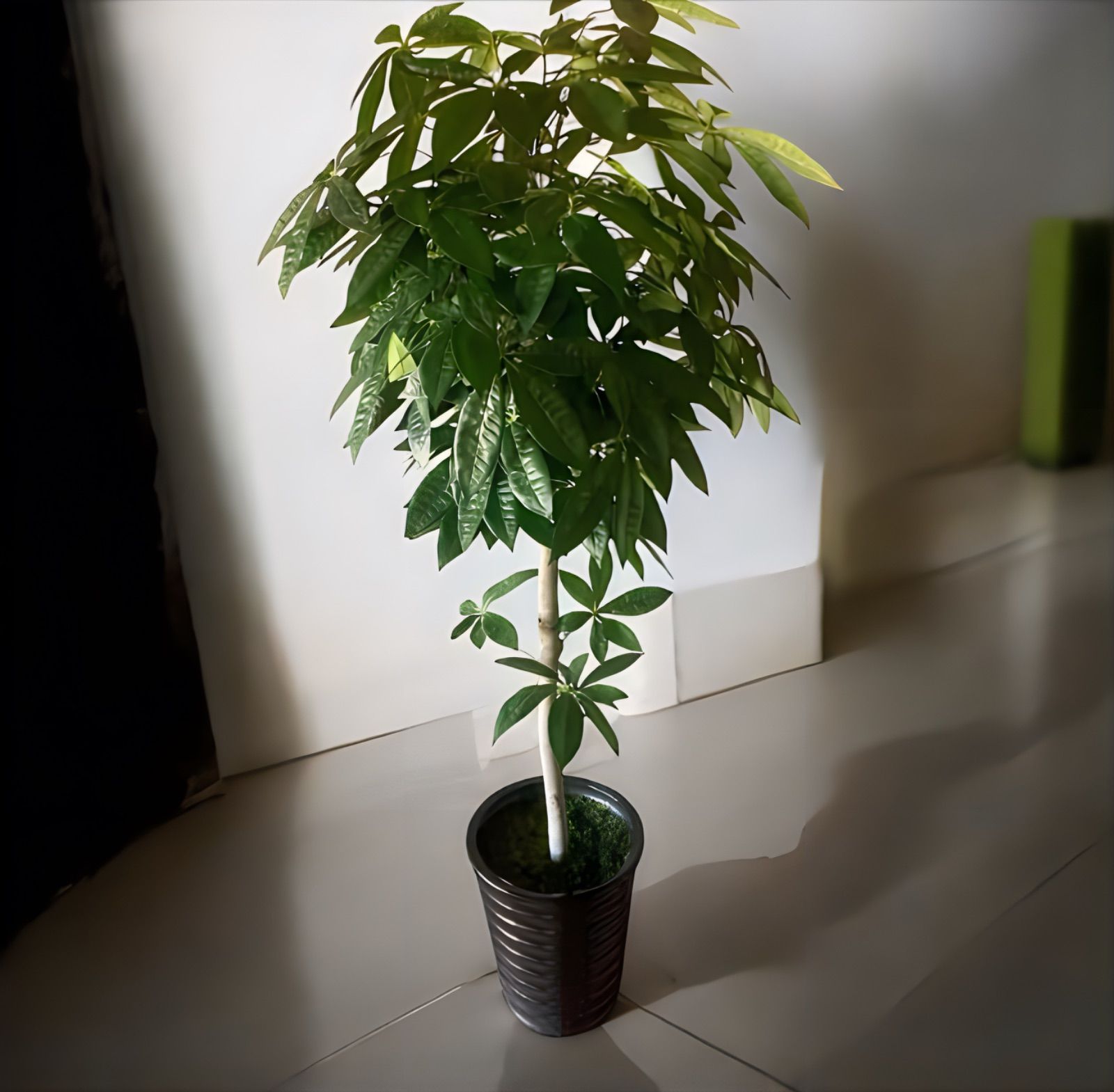 光触媒 人工観葉植物 ウォールグリーン フェイクグリーン パキラ15767