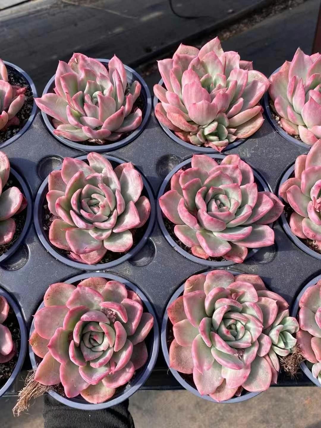 18株の抜き苗セット】アバンギャルド 多肉植物 佐川急便発送