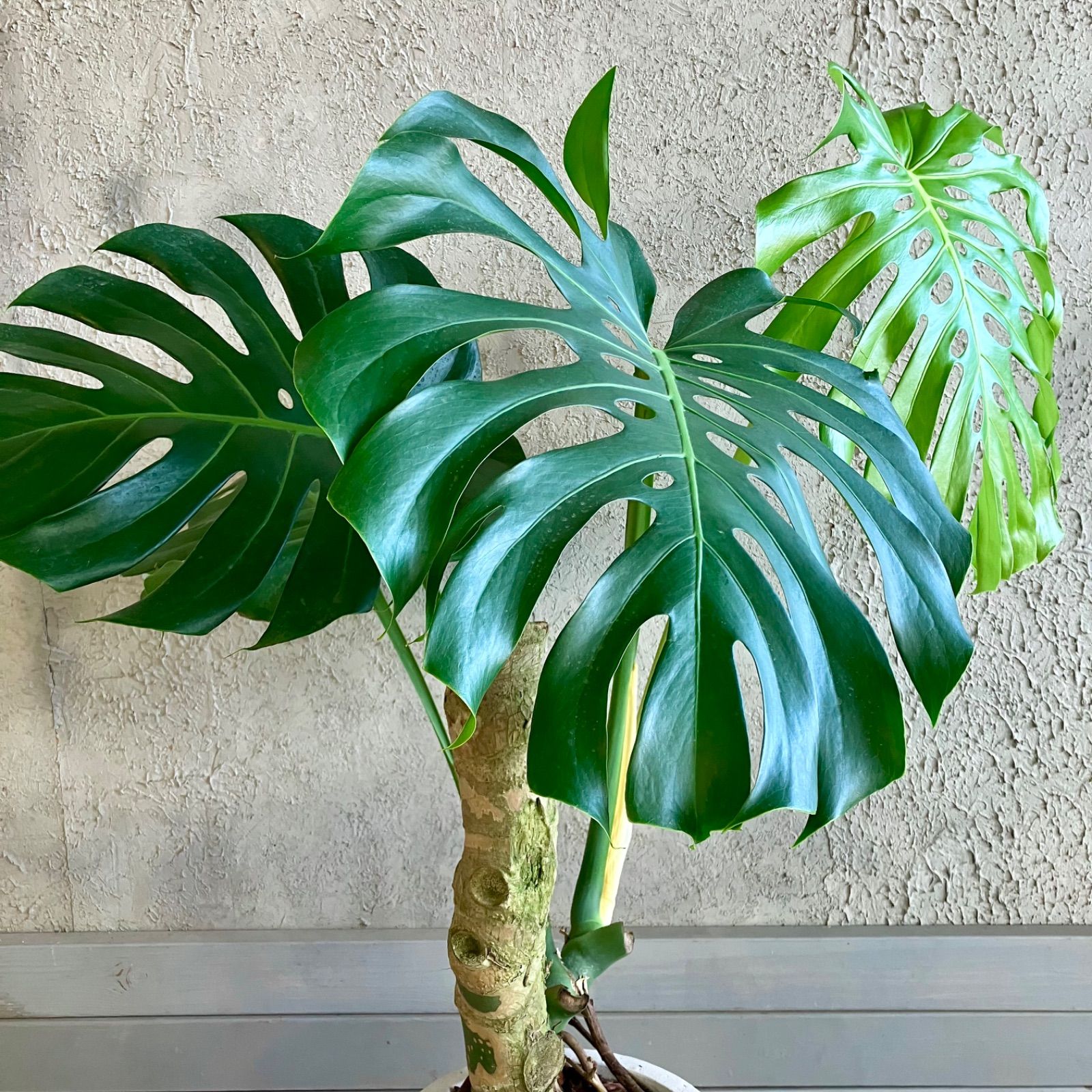 大型 幹極太 根上がり モンステラ デリシオーサ 9号 テラコッタ鉢植え