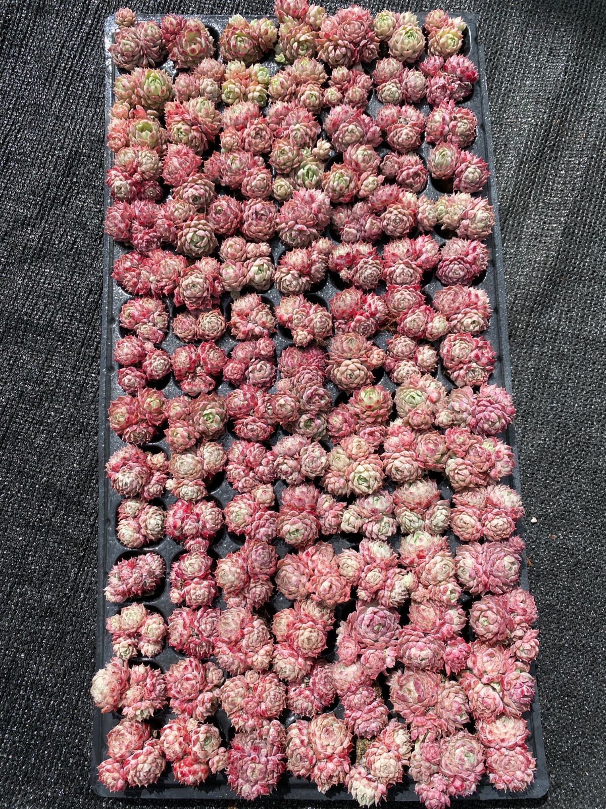 H*e様 U721×105苗 朱砂痣 土付き エケベリア 多肉植物 韓国苗 新入荷 朱砂痣 鮮やかな105苗セット 土と根付き 多肉植物