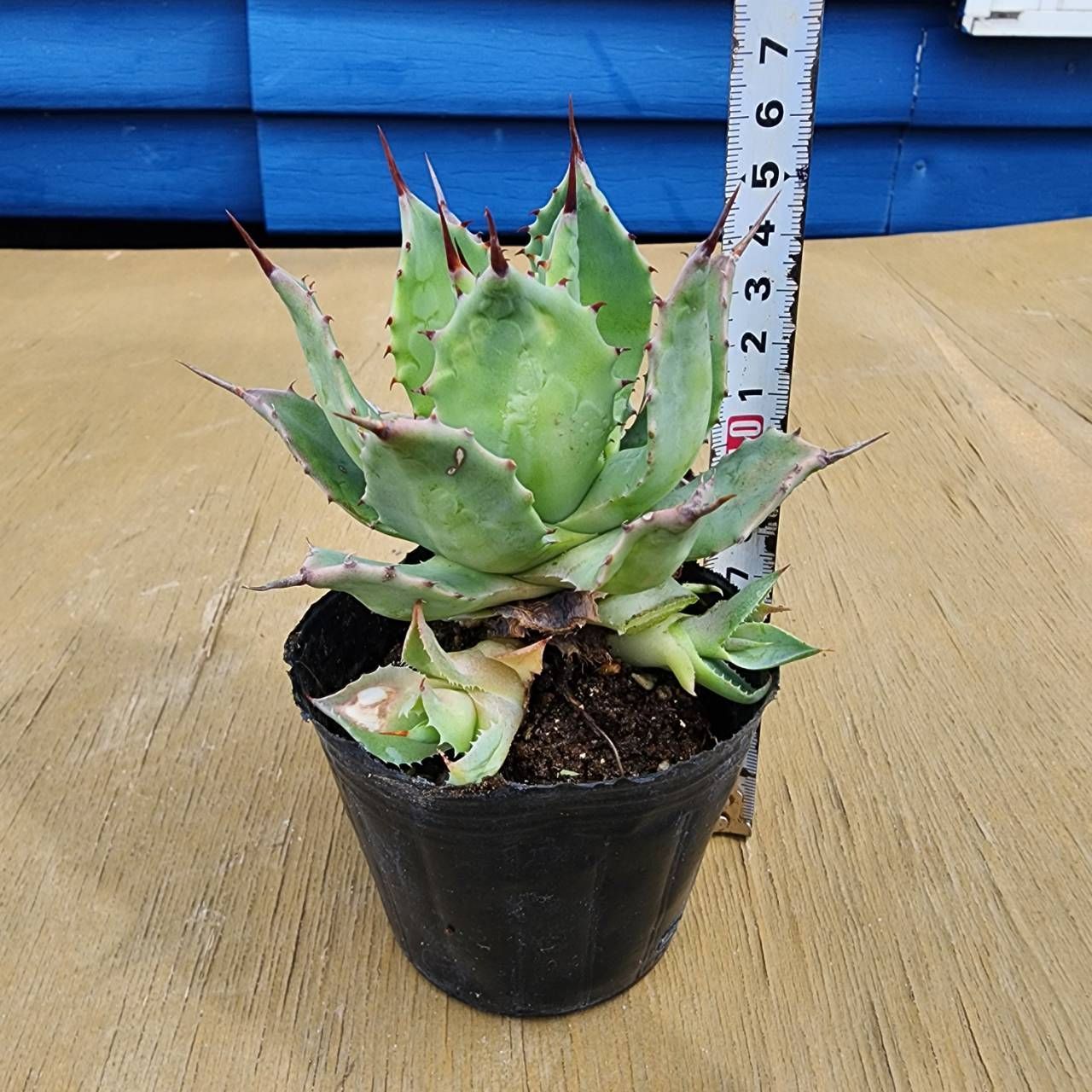 子株付き】【抜き苗発送】 アガベ イシスメンシス Agave