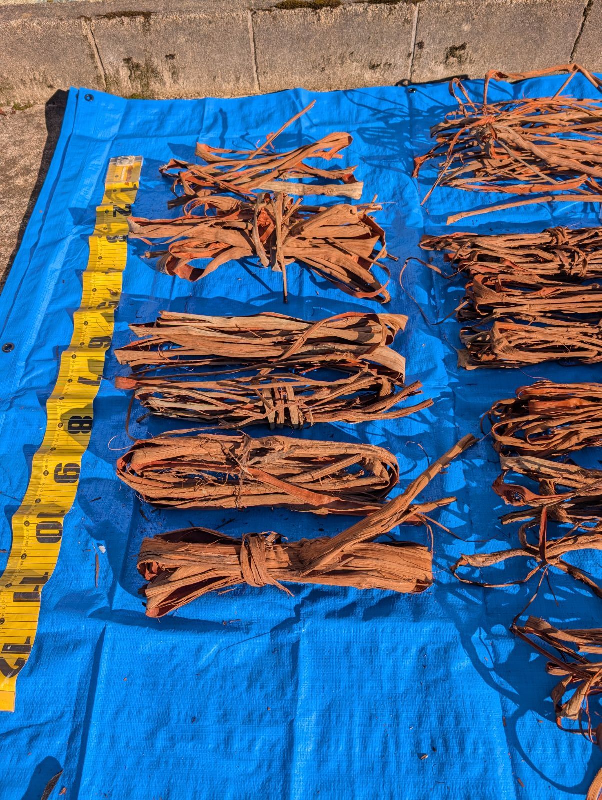 採集状態で保存2.0キロ令和2年採取