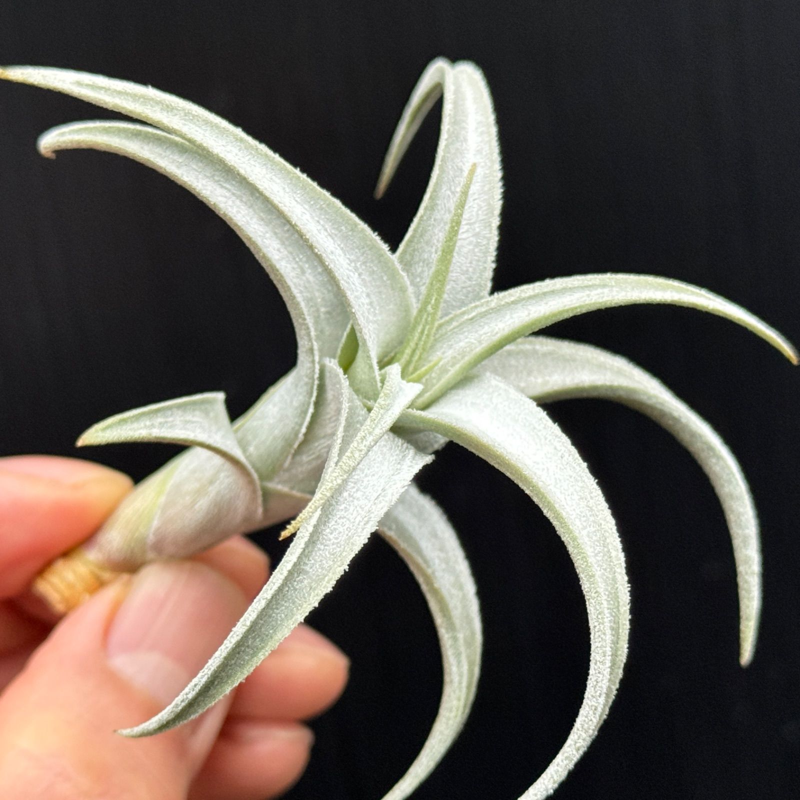白銀の輝き＆クネリ＊チランジア ハセイ Tillandsia hasei＊エア