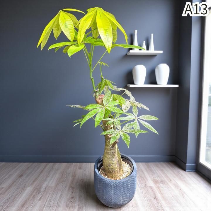 パキラ ミルキーウェイ × ムーンライト｜塊根風、複数接木A13｜無機質用土 パキラ ミルキーウェイ × ムーンライト｜塊根風、複数接木A13