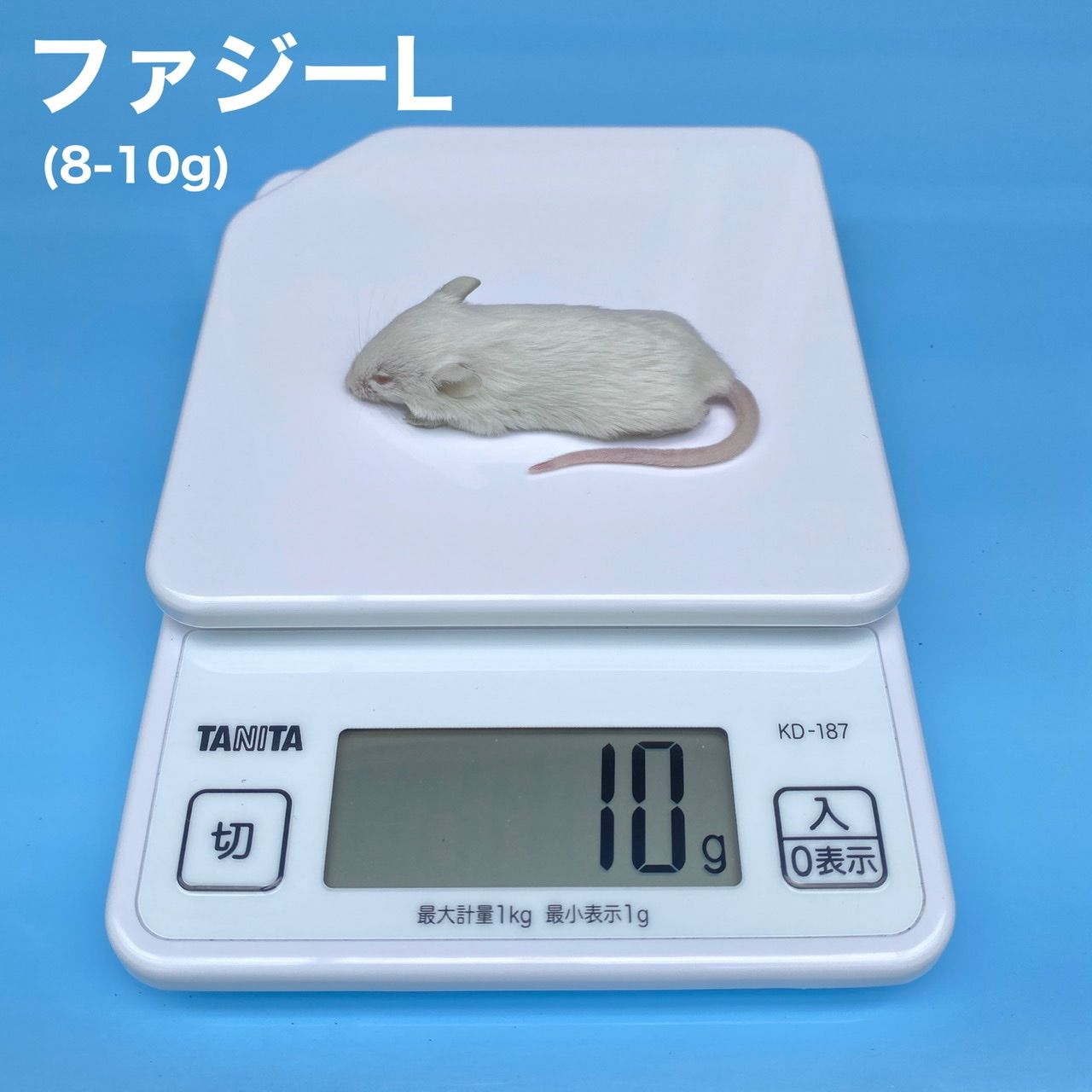 50匹 冷凍ラット 41ｇ～60ｇ-