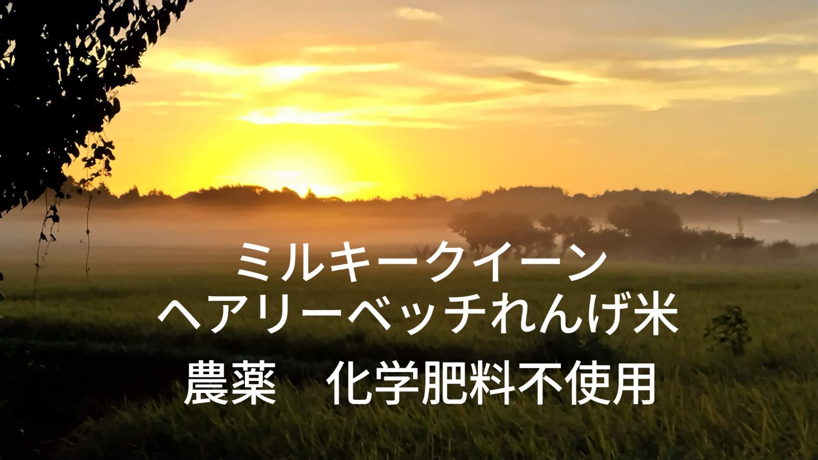 新米 令和6年産 農薬 化学肥料不使用 ミルキークイーンれんげ米 10キロ玄米