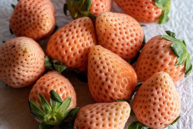 12月中旬より発送開始