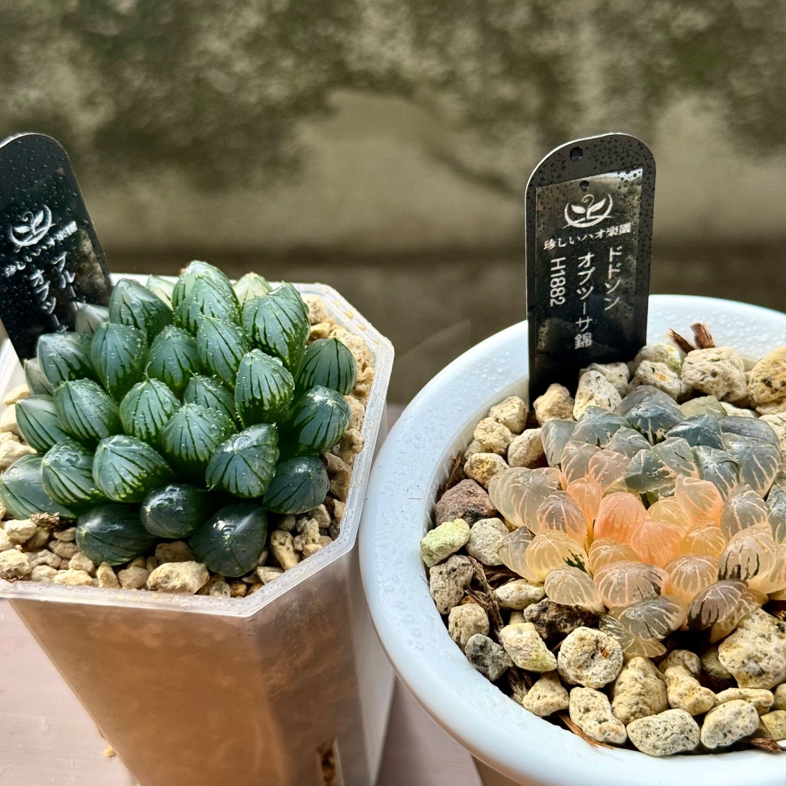 得々セット ブルーレイオブツーサ ドドソンオブツーサ錦H1882 ハオルチア