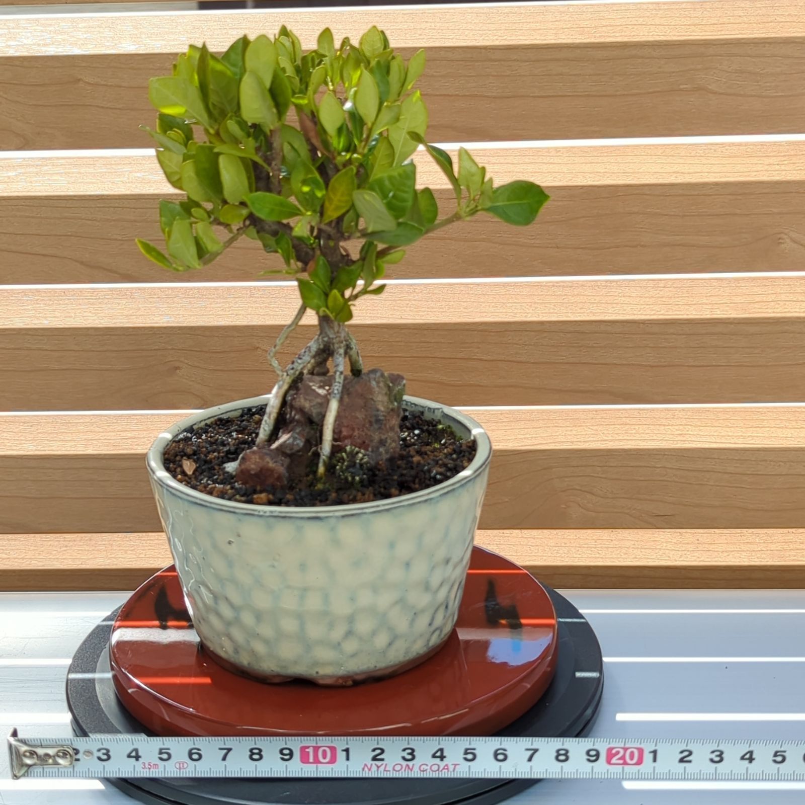 実成クチナシ 石付ミニ盆栽 陶器鉢 - メルカリ