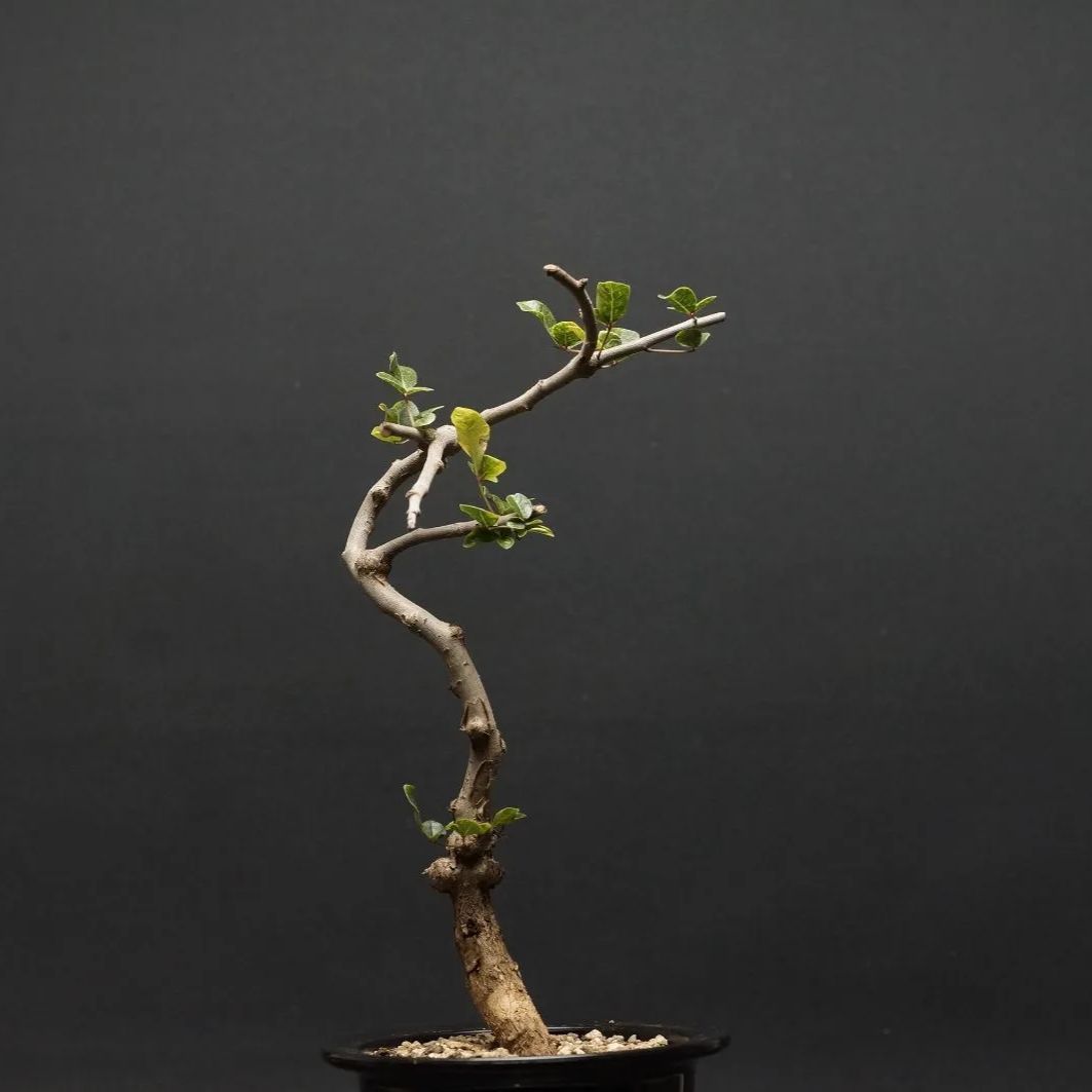 メルカリ便　コミフォラ　pv2597 commiphora pv 2597 メルカリ便 コミフォラ pv2597 commiphora pv 2597 - メルカリ