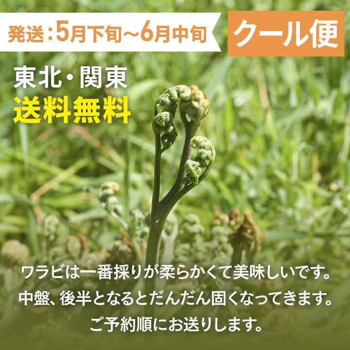 予約商品 山形県産 天然山菜生わらび 飯豊連峰 朝日連峰 朝採り出荷 予約順 5月初旬発送 クール便1ｋｇ