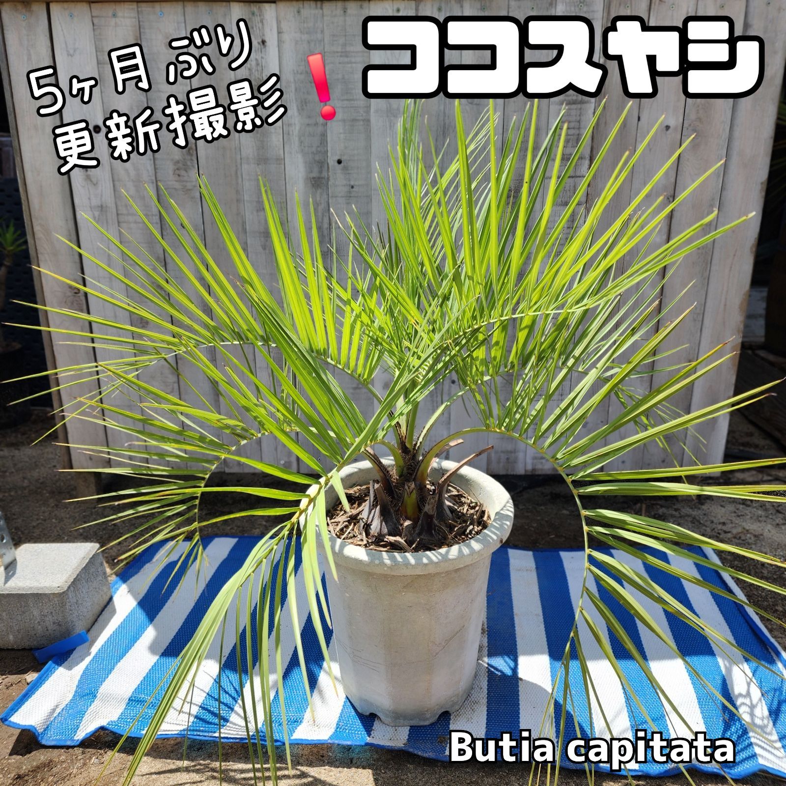 5ヶ月ぶり更新❗】【鉢ごと発送】【10号鉢】ココスヤシ 2025.4