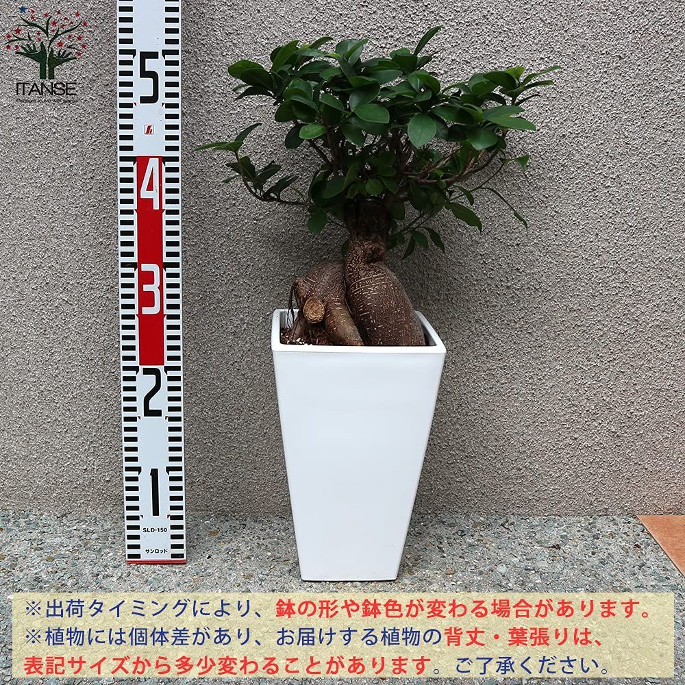 特価商品】ミクロネシア など○初心者にも丈夫で育てやすい観葉植物！原生地では20mにもなる高木ですが、盆栽仕立てのように鉢植えにして小さくして楽しみます。幹の途中から気根という根をだし、地面に付くと太くなり、ガジュマルの木を支える支柱根となります。地植えに  ...