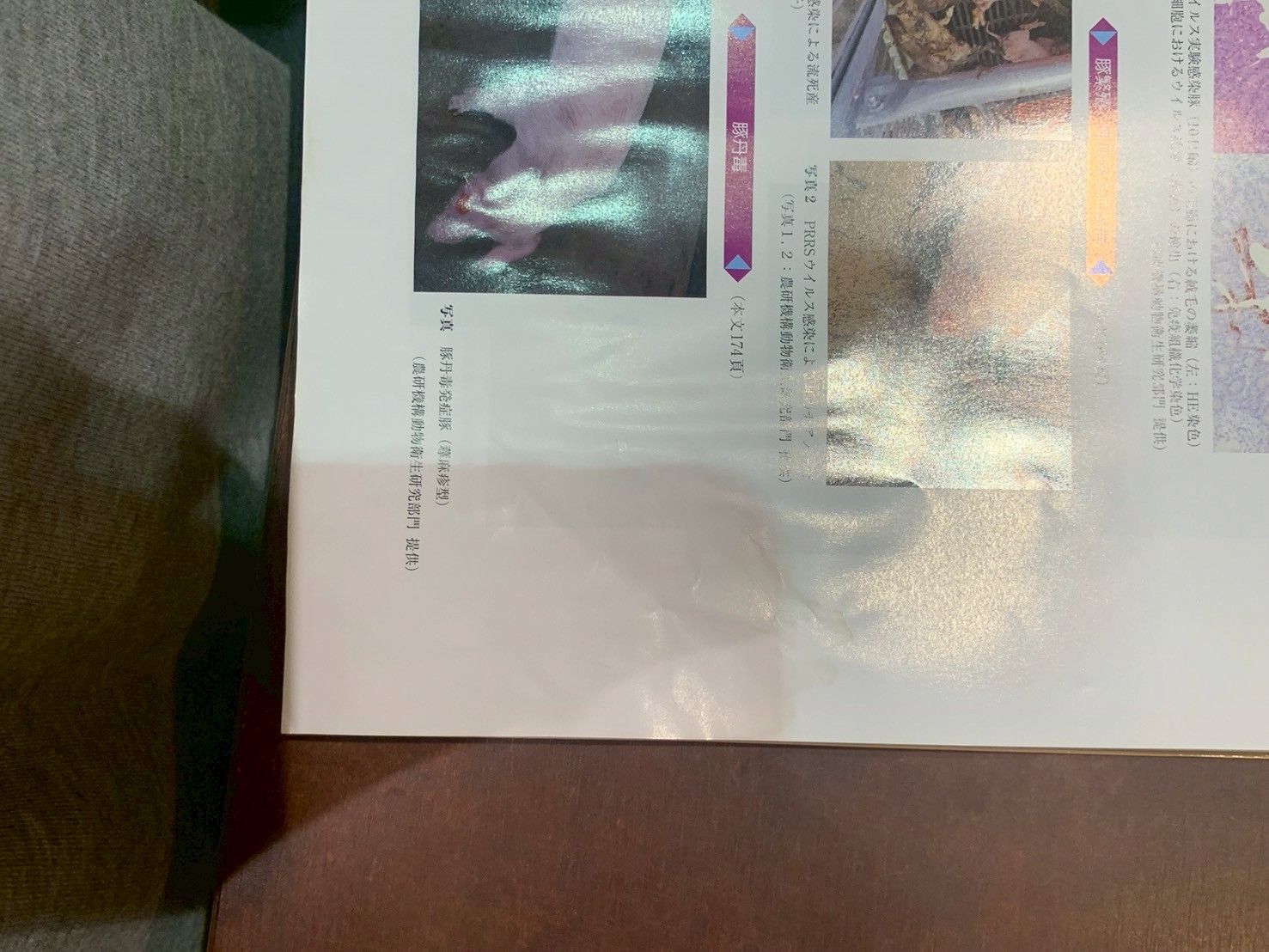 動物の感染症　第４版 医学・獣医学書 近代出版 / 動物の感染症〈第四版〉