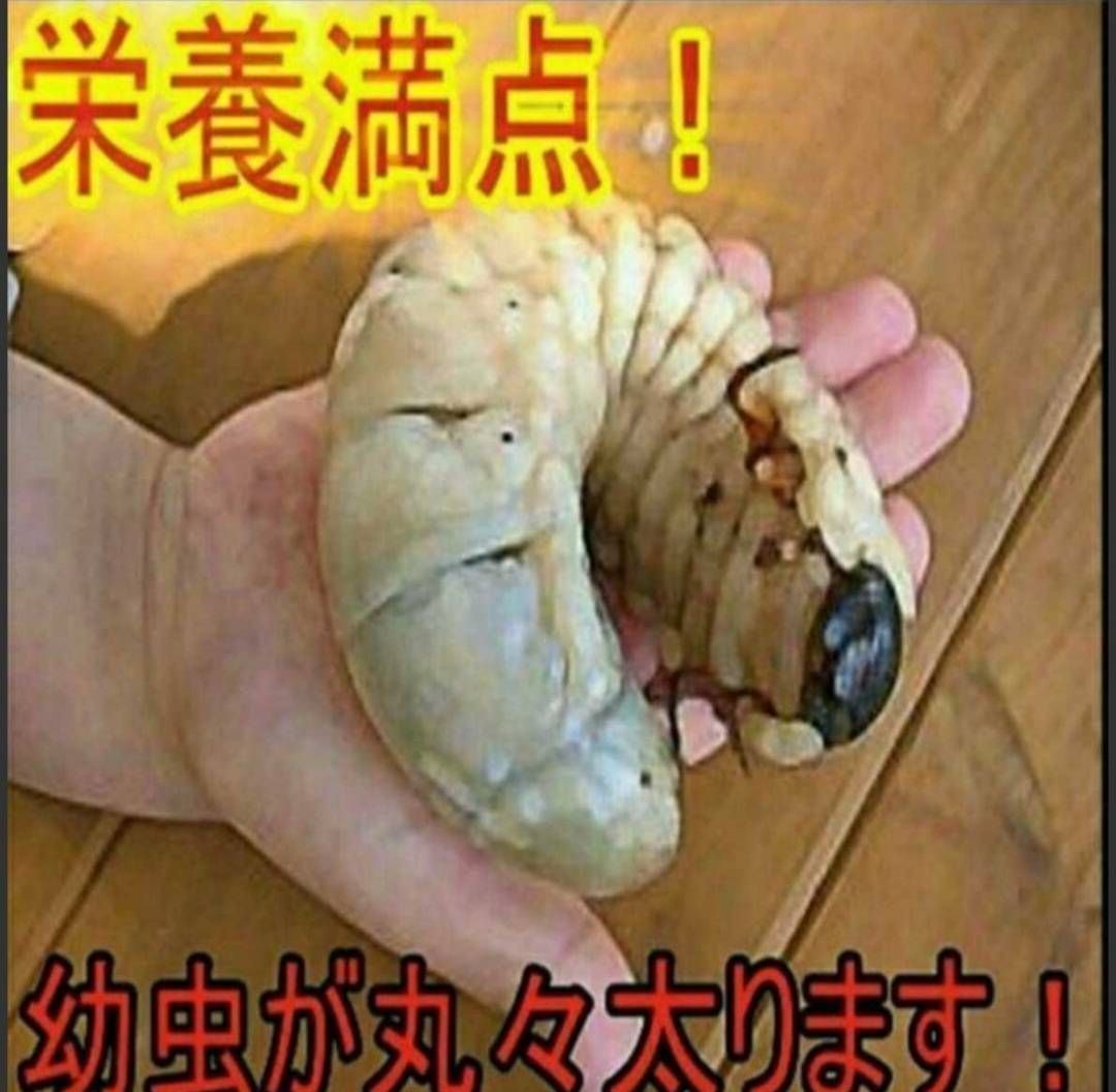 新作，低価 カブトムシ幼虫の栄養強化に！椎茸廃菌床【12ブロック】発酵