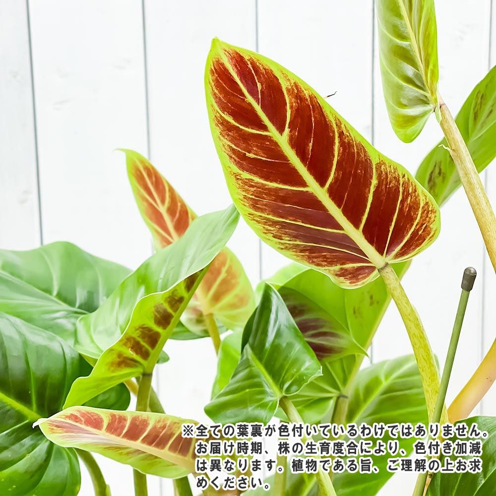 PLANCHU    6   Philodendron cruentum    -