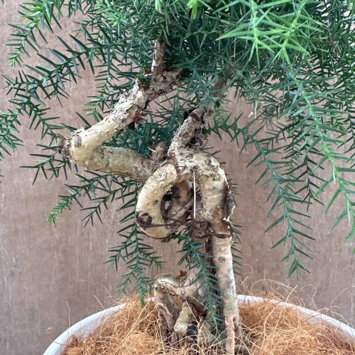 特良！アローカリア シマナンヨウスギ盆栽仕立て 観葉植物 シンボルツリー Amazon.co.jp: 観葉植物 黄金昇り竜 シマナンヨウスギ