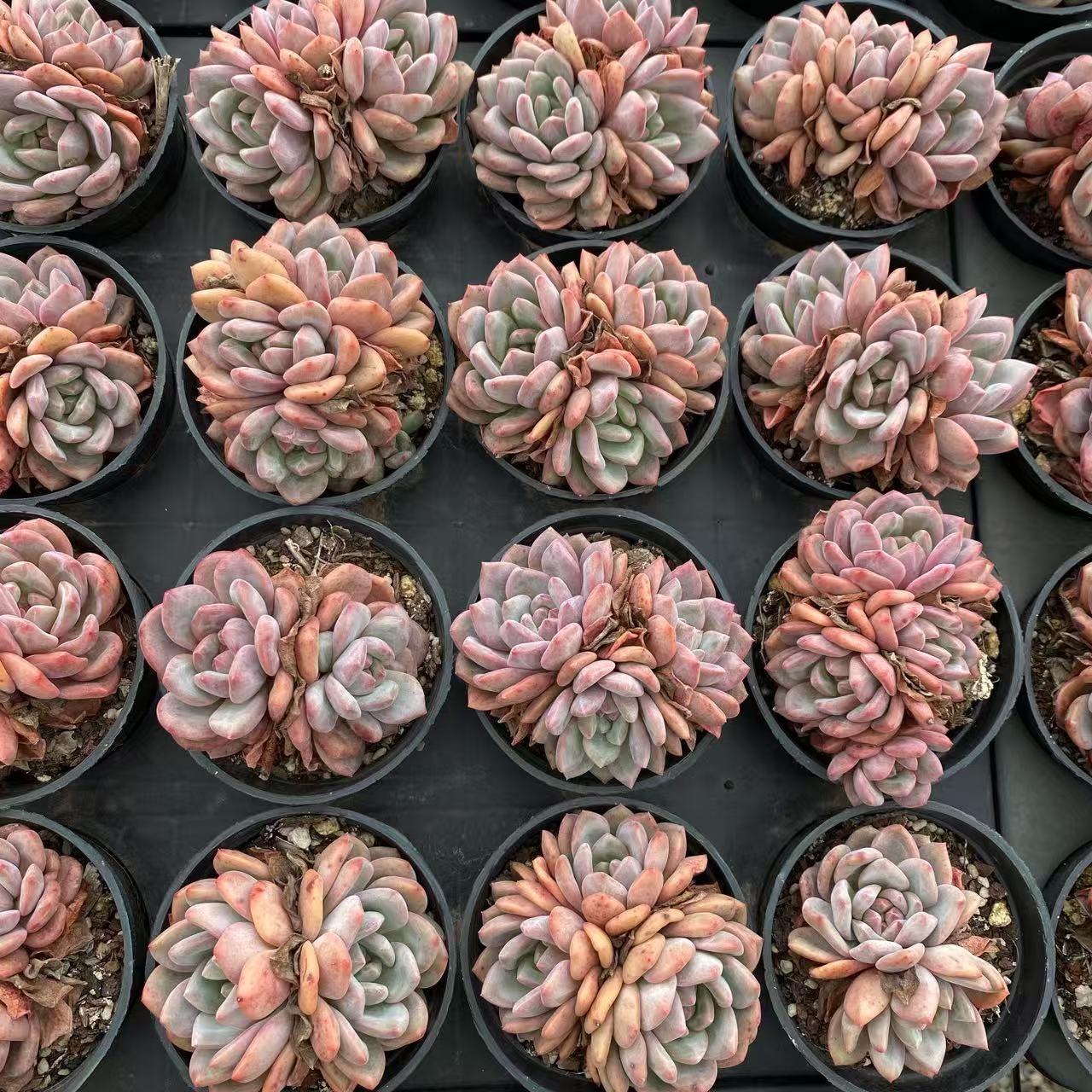 RC2027×40 リンセツ３頭 抜き苗 多肉植物 アエオニウム エケベリア 韓国苗 YUZUMIYA_COM