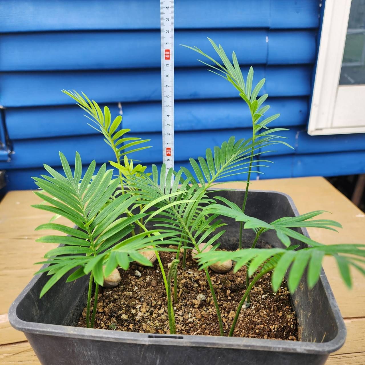 爆盛りシリーズ】【鉢ごと発送】【実生】タイ シルバーソテツ Cycas sp