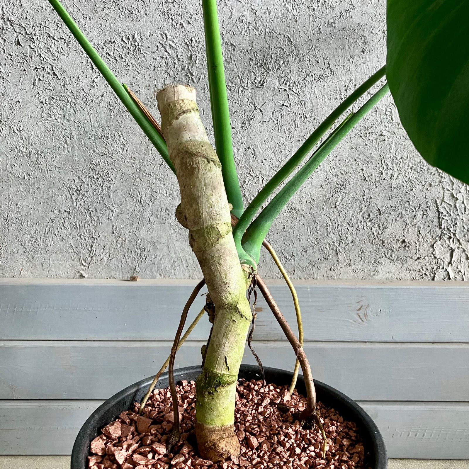 美形 根上がり モンステラ デリシオーサ 9号 テラコッタ鉢植え