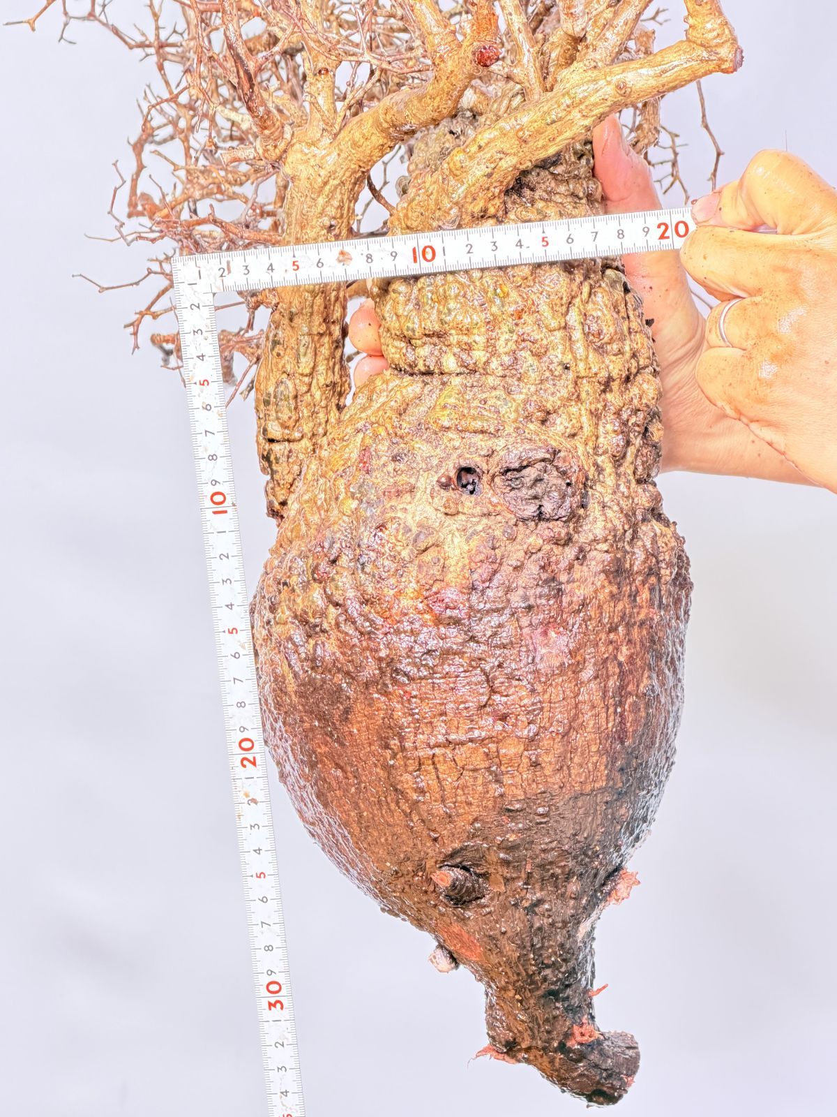 A152 Maison de Madagascar オペルクリカリア パキプス ベアルート株 マダガスカル選抜 Operculicarya pachypus パキプス コーデックス YUZUMIYA_COM